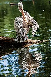 《荒野大镖客2》更新 PC版加入HDR 10+和FSR 2.2